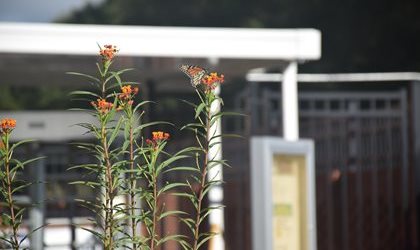 S.C. Wildlife Federation Certifies Shaw Site