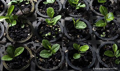  Shaw Supports The Nature Conservancy’s Mission to Plant a Billion Trees